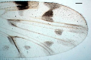 Culicoides pulicaris