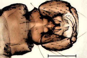 Culicoides scoticus
