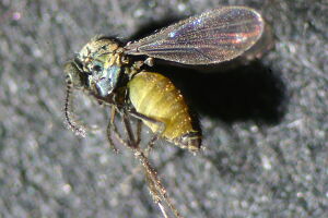 Dasyhelea flavifrons