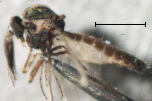 Dasyhelea incisurata