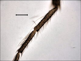 Forcipomyia #b Forcipomyia #b