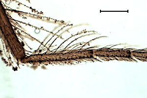 Forcipomyia velox Forcipomyia velox