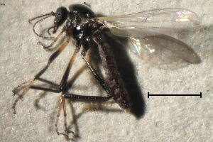 Neurohelea luteitarsis