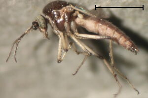 Palpomyia #a