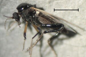 Serromyia atra