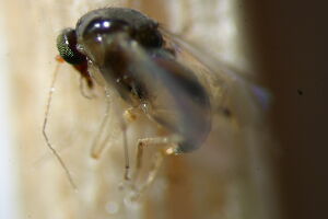 Stilobezzia flavirostris
