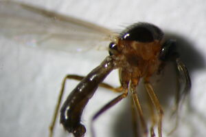 Stilobezzia gracilis