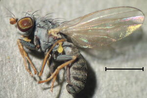 Chamaemyia fasciata