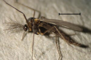 Bryophaenocladius #b