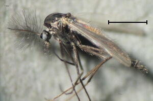 Bryophaenocladius #c