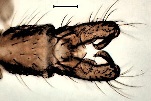 Bryophaenocladius #d