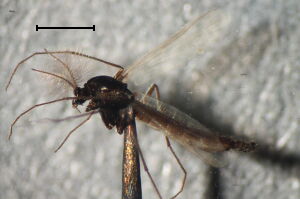 Bryophaenocladius #e