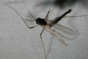 Bryophaenocladius flexidens
