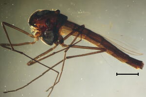 Chironomus commutatus