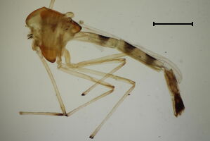 Chironomus luridus