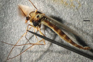 Chironomus plumosus