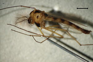 Chironomus pseudothummi