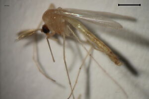 Conchapelopia melanops