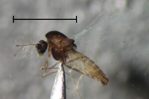 Corynoneura