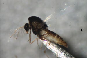 Corynoneura edwardsi