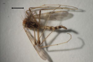 Derotanypus sibiricus