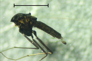 Hydrosmittia