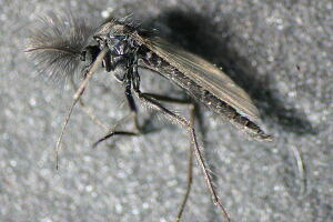 Metriocnemus