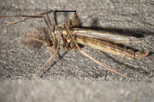 Micropsectra apposita