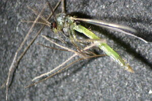 Micropsectra pallidula