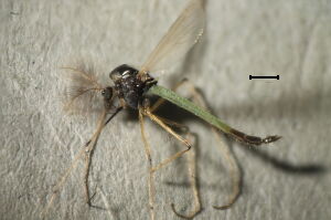 Microtendipes pedellus