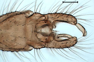 Orthocladius pedestris