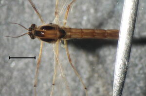 Paracladopelma