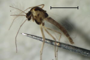 Paraphaenocladius