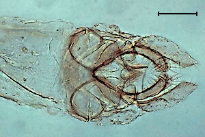 Paratanytarsus #a