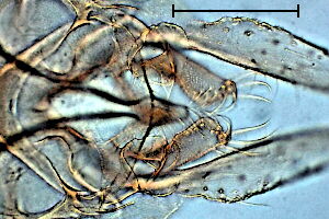 Paratanytarsus inopertus