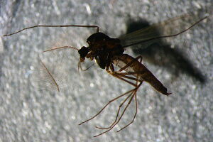 Paratrichocladius rufiventris