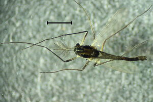 Paratrissocladius excerptus