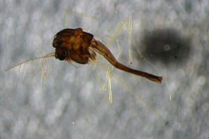 Polypedilum albicorne