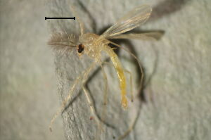 Polypedilum convictum