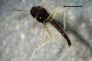 Polypedilum nubeculosum