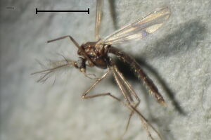 Polypedilum quadriguttatum