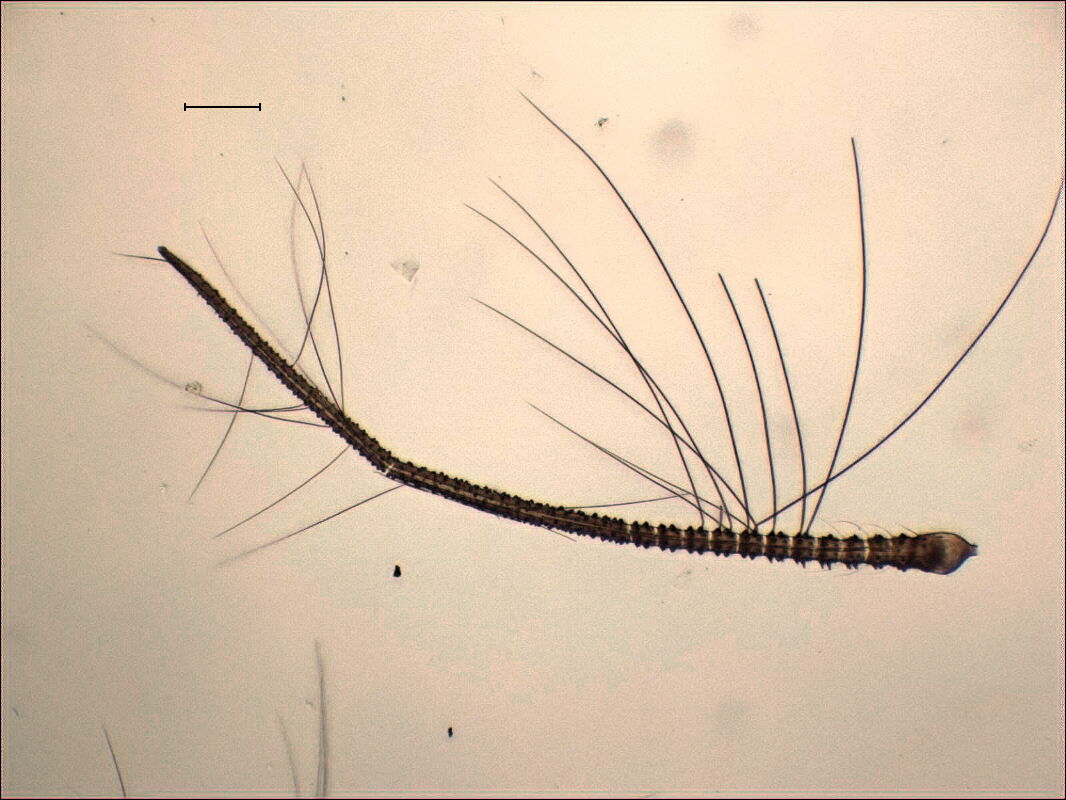 Polypedilum Sordens
