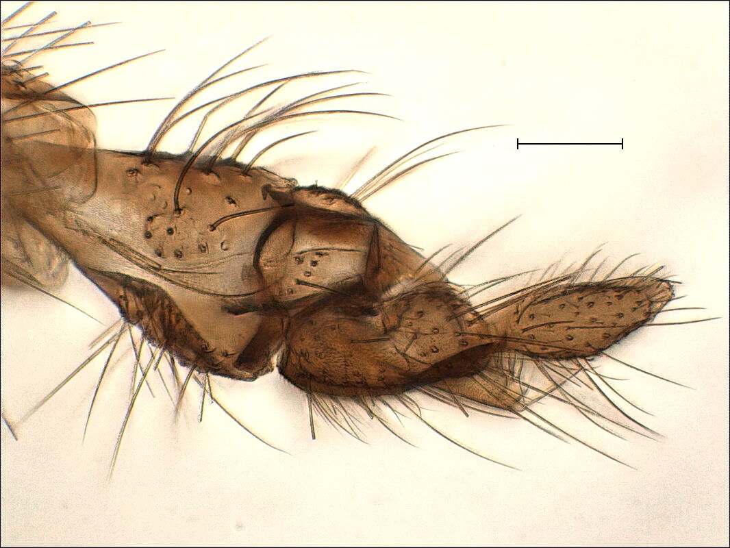 Polypedilum Sordens