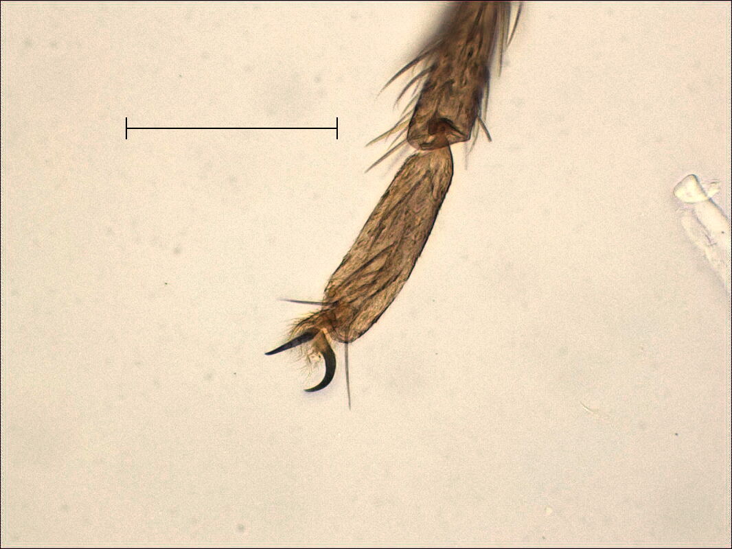 Polypedilum Sordens