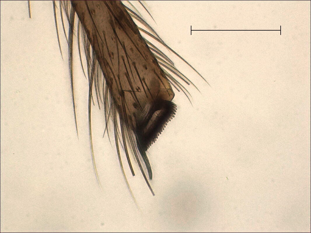 Polypedilum Sordens