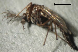 Procladius choreus