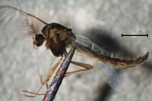 Psectrocladius limbatellus