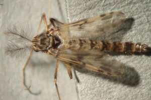 Psectrotanypus varius