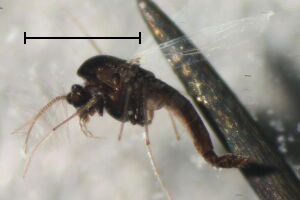 Pseudosmittia