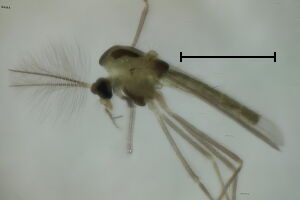 Rheotanytarsus